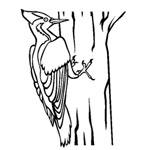 Woodpecker