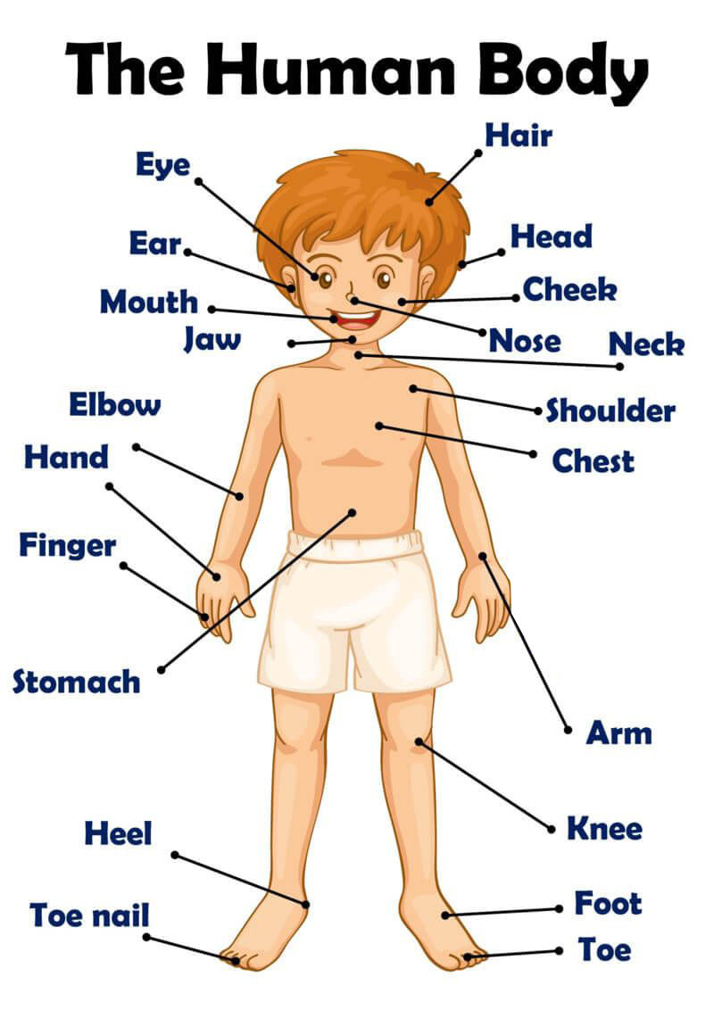 body parts