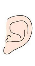 ear shape