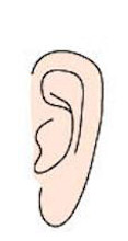 ear shape