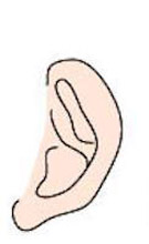 ear shape
