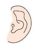 ear shape